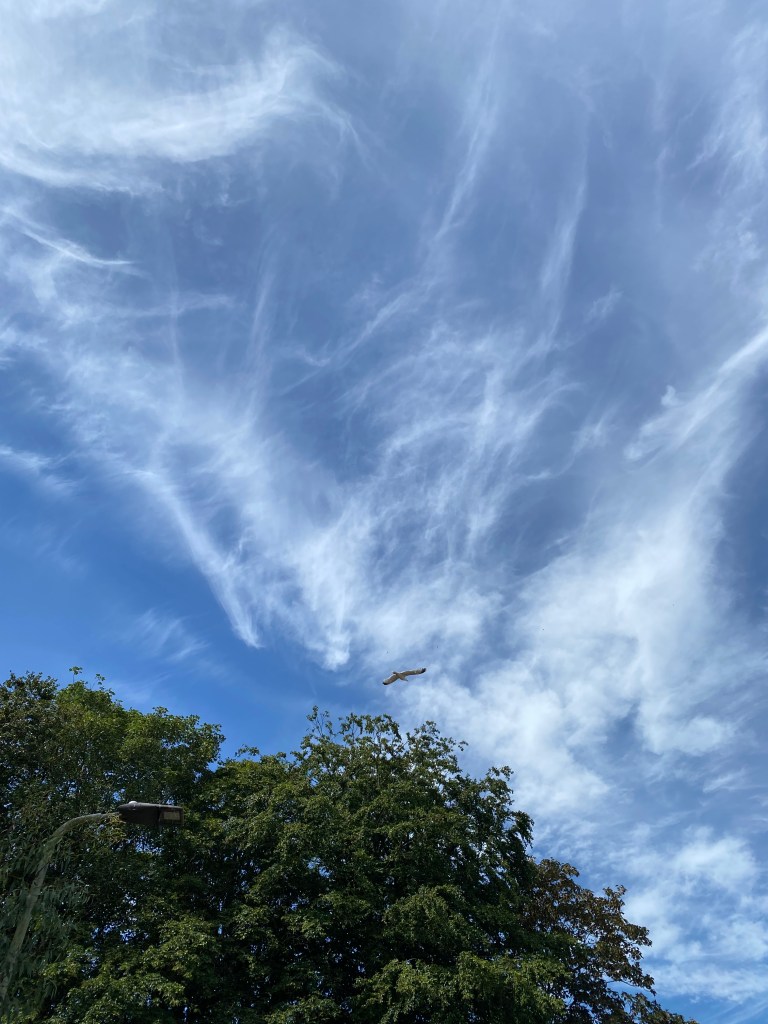 Fancy, feathered cirrus clouds in a blue sky, with a seagull gliding over the treetops.