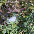 Traveller’s-joy (Clematis vitalba) caught in the hedge? Morning Meditation: When we cling to a fixed idea of self, we set ourselves in opposition to the natural flow of life. But when we embrace impermanence, we align ourselves with reality, and in doing so, we find peace.