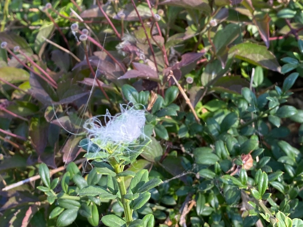 Traveller’s-joy (Clematis vitalba) caught in the hedge?