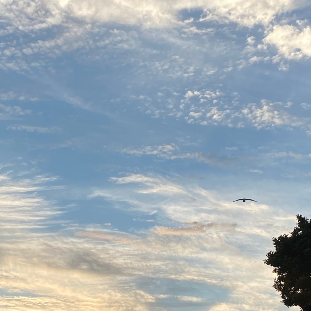 A Seagull gliding beneath the clouds. 