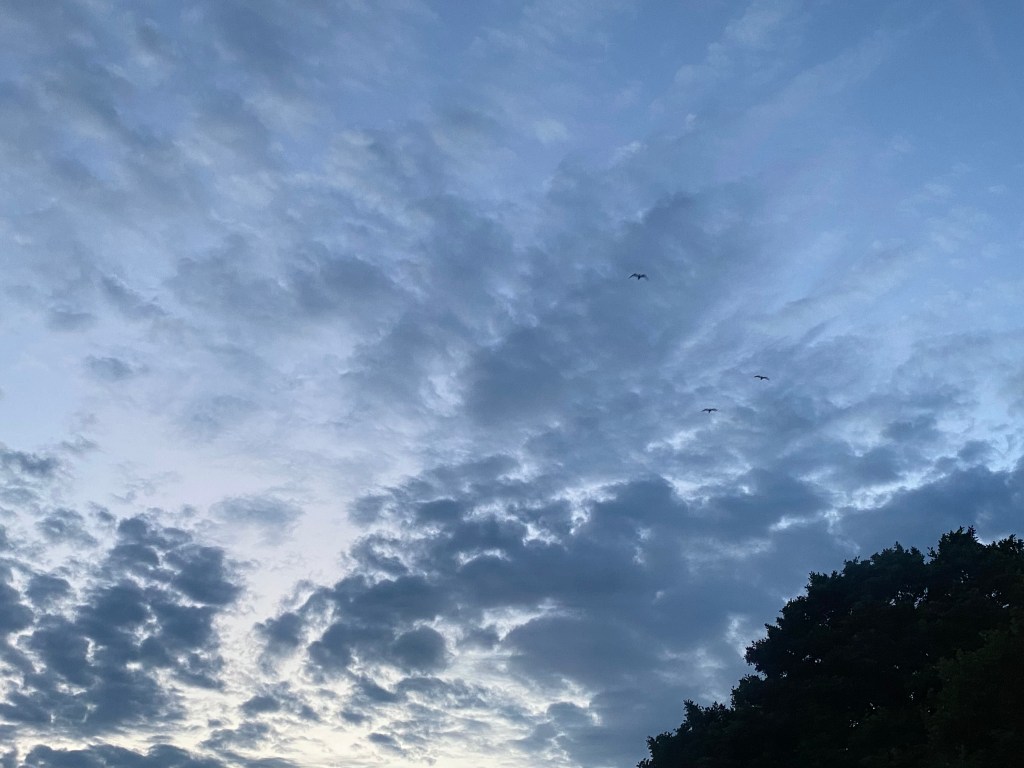 Seagulls on their way home.