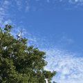 Seagull flying around the trees. Morning Meditation: Buddha as an experience transcends mere personality; it invites us to embody his enlightened awareness, manifesting wisdom and compassion in our own lives.