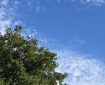 Seagull flying around the trees. Morning Meditation: Buddha as an experience transcends mere personality; it invites us to embody his enlightened awareness, manifesting wisdom and compassion in our own lives.
