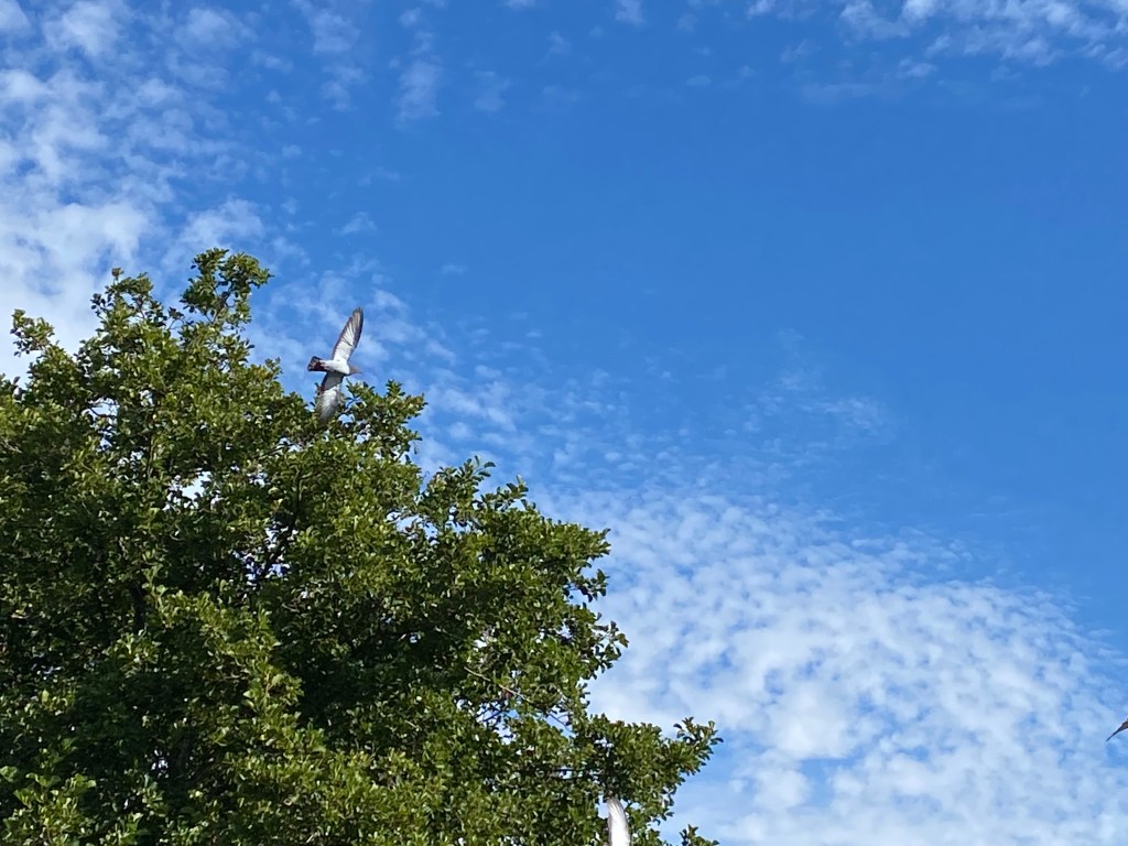 Seagull flying around the trees.