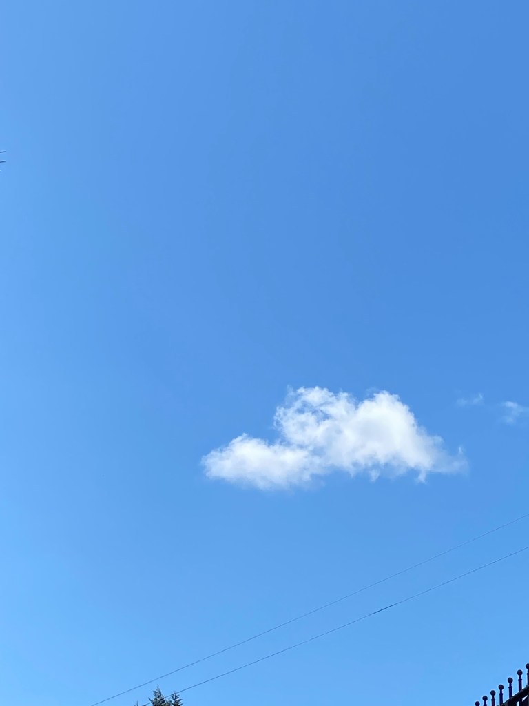 Seagull gliding below the clouds.