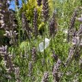 A feather caught in the lavender. Morning Meditation: There is no other door to peace, And it destroys wrong views. That which is the object of All Buddhas is called selflessness. Aryadeva Four Hundred Stanzas on the Middle Way