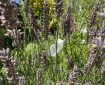 A feather caught in the lavender. Morning Meditation: There is no other door to peace, And it destroys wrong views. That which is the object of All Buddhas is called selflessness. Aryadeva Four Hundred Stanzas on the Middle Way