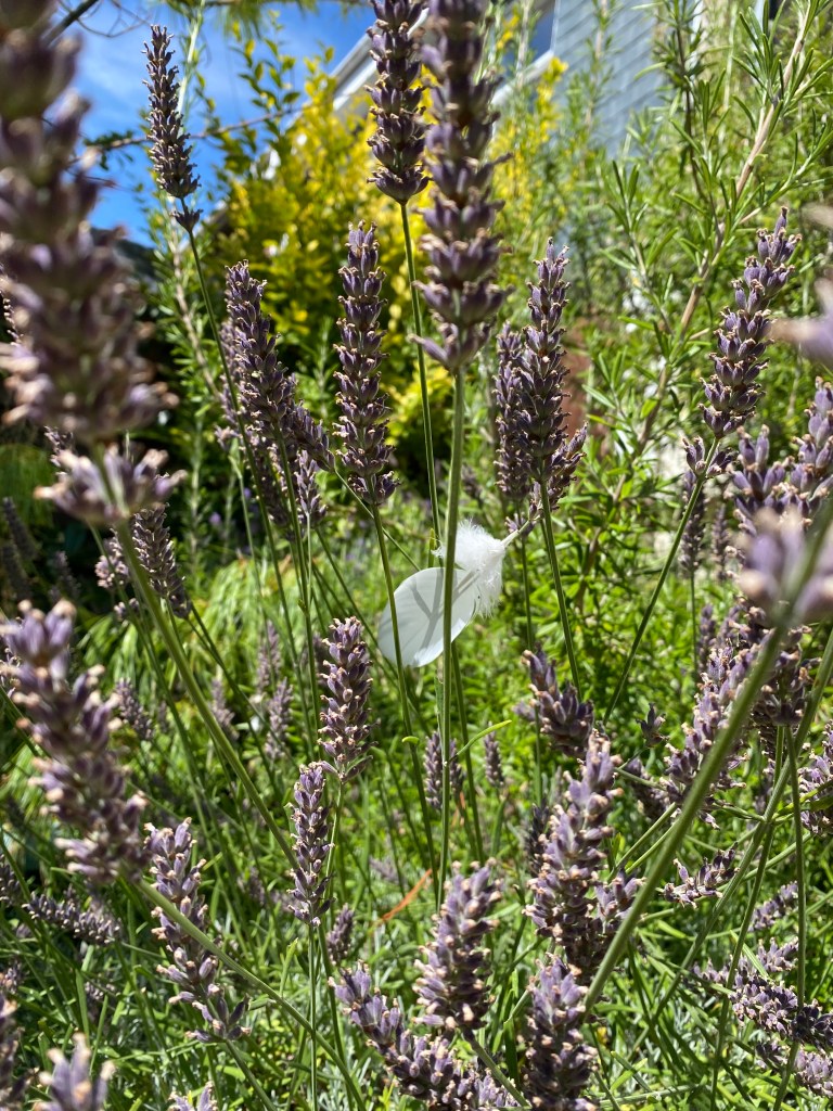 A feather caught in the lavender.