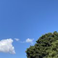 Clouds floating past a tree in the sunshine. Morning Meditation: 'I am not afraid of impermanence' said a Rinpoche and recalled by His Holiness the Dalai Lama during his 2014 Lam Rim teachings.