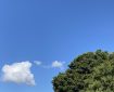 Clouds floating past a tree in the sunshine. Morning Meditation: 'I am not afraid of impermanence' said a Rinpoche and recalled by His Holiness the Dalai Lama during his 2014 Lam Rim teachings.