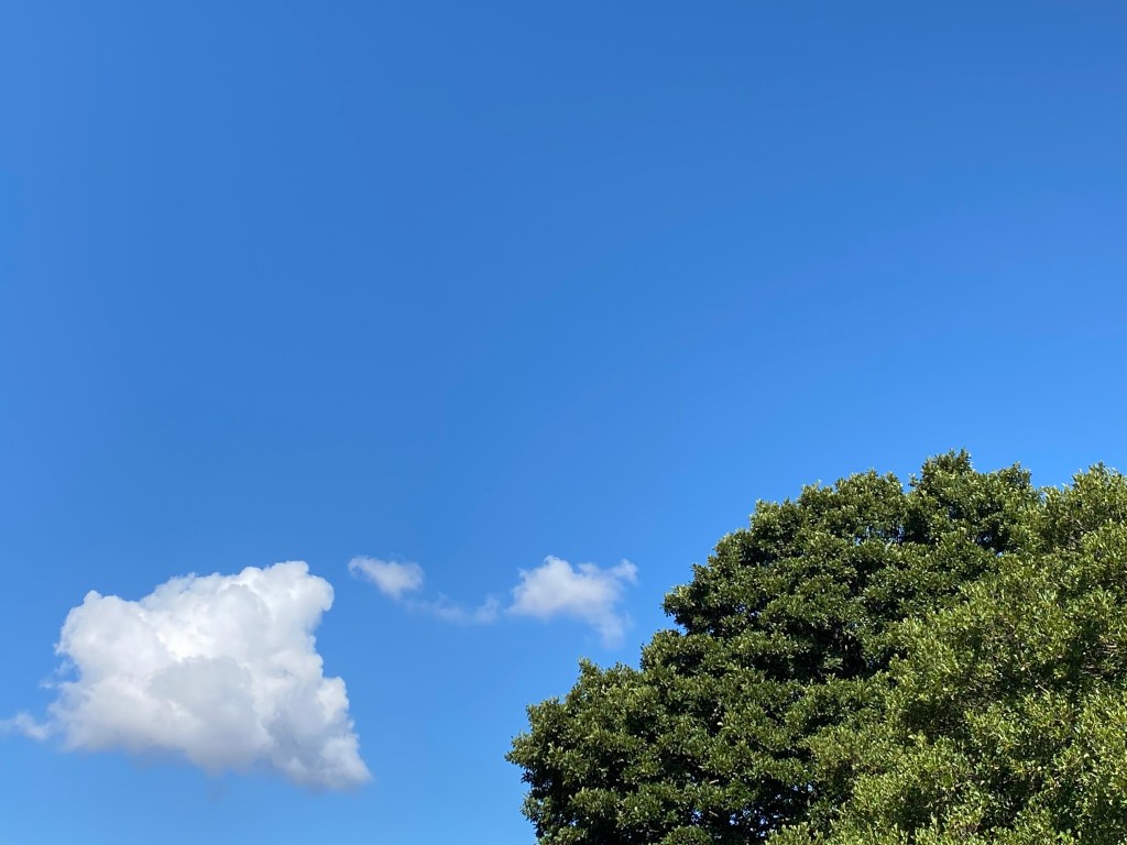 Clouds floating past a tree in the sunshine.