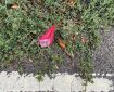 Red petal in green growth. Morning Meditation: To stay in the present is the most wonderful thing we can do.