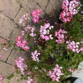 Geranium. Morning Meditation: Those who cover Buddha with concepts, will never see Buddha.