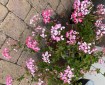 Geranium. Morning Meditation: Those who cover Buddha with concepts, will never see Buddha.