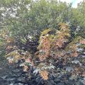 Norway Maple. Morning Meditation: Everyone has a natural koan. What's worrying you now? A seemingly intractable problem. Illness, old age, death?