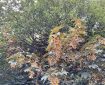 Norway Maple. Morning Meditation: Everyone has a natural koan. What's worrying you now? A seemingly intractable problem. Illness, old age, death?