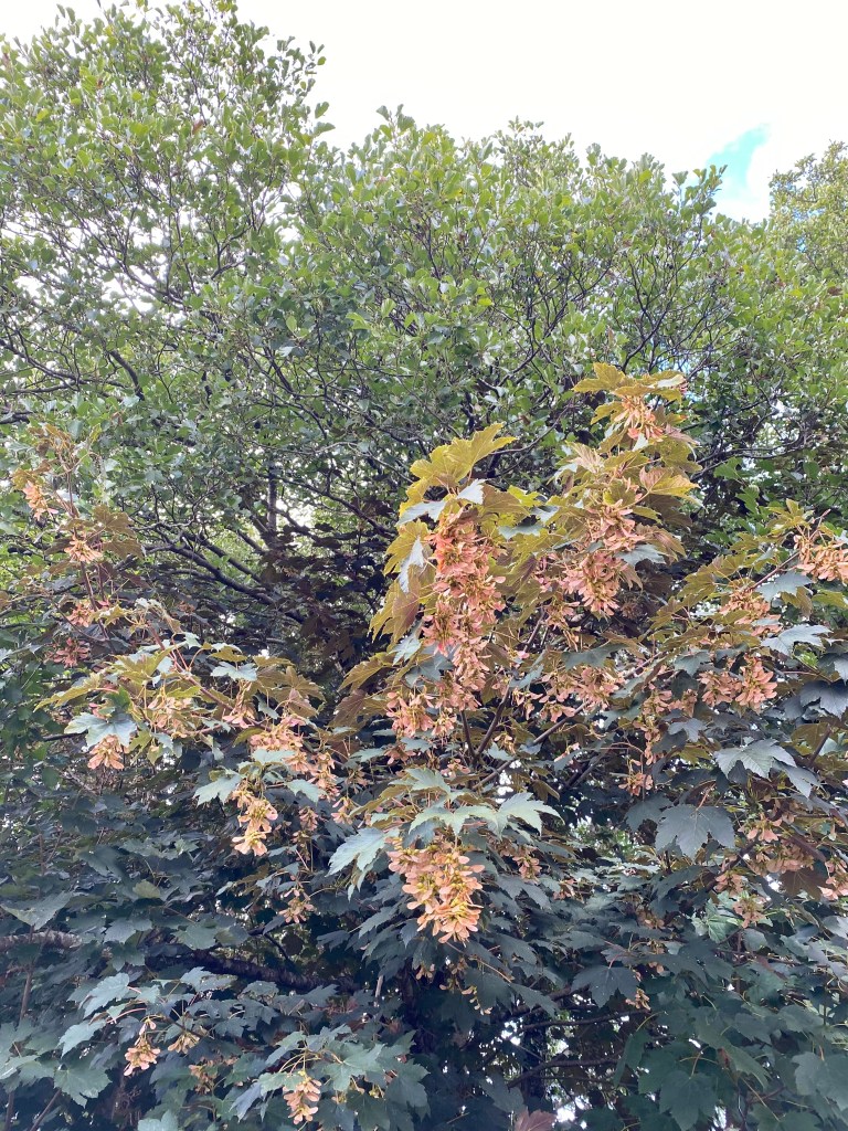 Norway Maple.