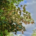 Sycamore Maple. Morning Meditation: The Buddha did not teach anything inaccessible. Ayya Khema