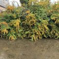 Scarlet Firethorn growing next th the Totnes Leat. Morning Meditation: Dukkha is the pain of not realising our true nature. Zen Graffiti