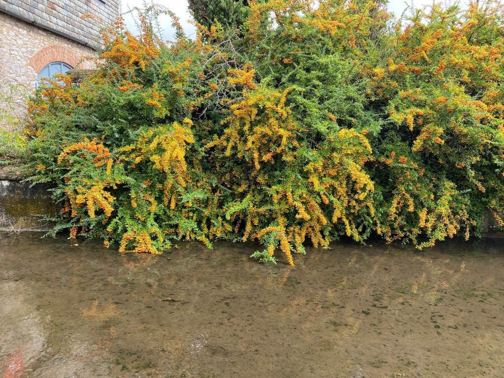 Scarlet Firethorn growing next th the Totnes Leat.