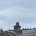 Pigeons line up behind a seagull. Morning Meditation: Studying the Way is to always contemplate the self-nature: This is to be identical with all the buddhas. Hui Neng