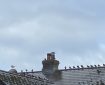 Pigeons line up behind a seagull. Morning Meditation: Studying the Way is to always contemplate the self-nature: This is to be identical with all the buddhas. Hui Neng