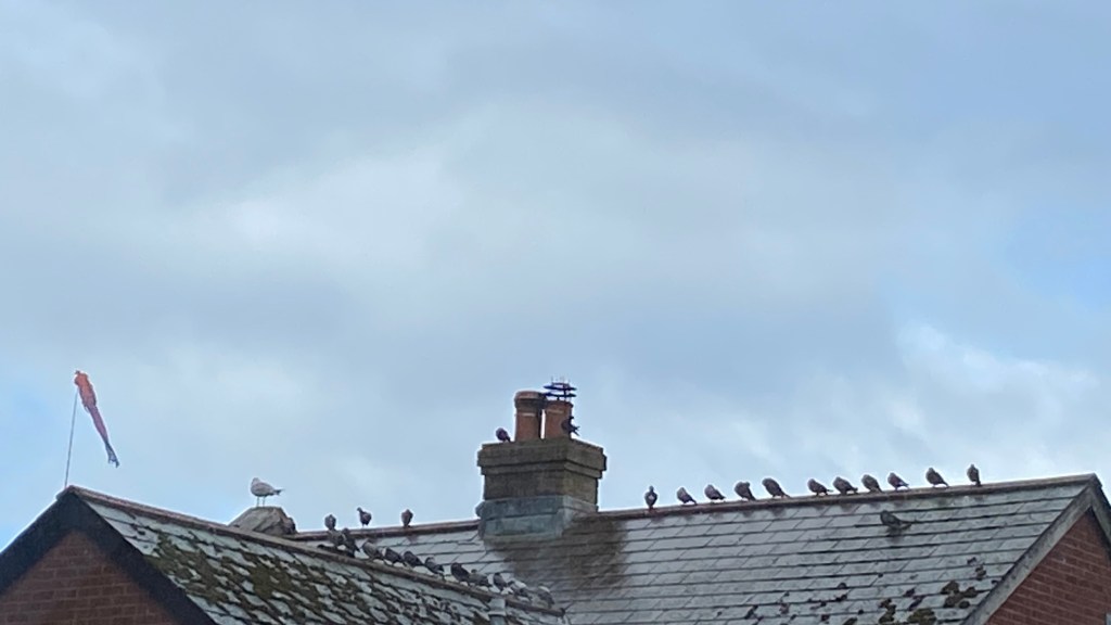 Pigeons line up behind a seagull.