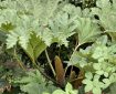 Chilean Rhubarb growing by the Totnes Leat.