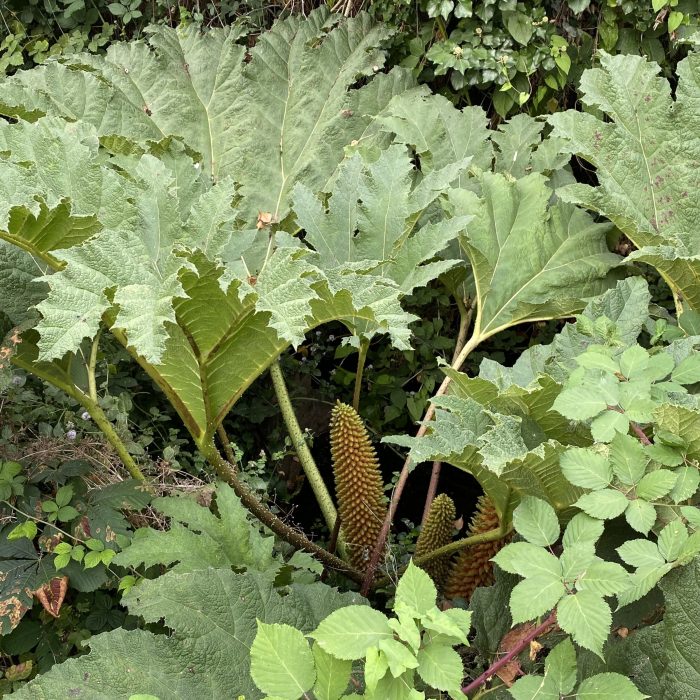 Chilean Rhubarb growing by the Totnes Leat.
