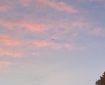 A Seagull gliding through the evening sky. Morning Meditation: The fact that you are at this moment listening to the profound Dharma is the fruit of merits accumulated over innumerable kalpas. Words of my Perfect Teacher