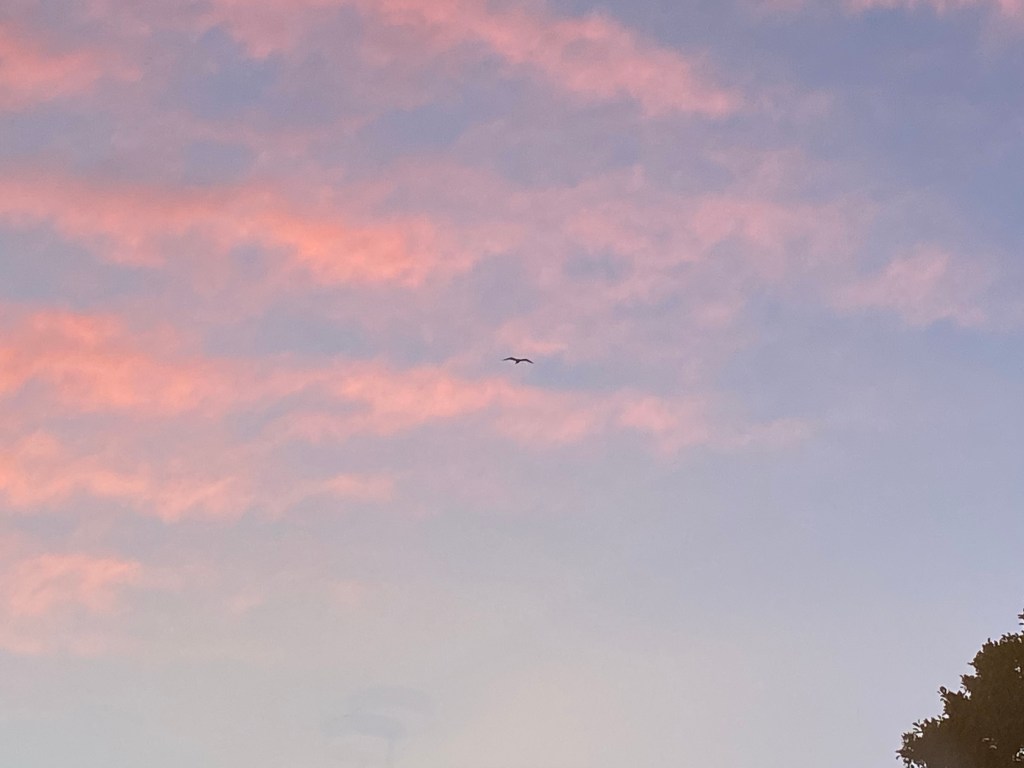 A Seagull gliding through the evening sky.