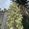 Spanish Dagger. Morning Meditation: Think of not Thinking. How? By leaving thinking as-it-is. Dogen Zenji