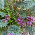 Purpletop Vervain. Morning Meditation: May all beings caught in the delusion of suffering, find liberation.