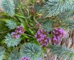 Purpletop Vervain. Morning Meditation: May all beings caught in the delusion of suffering, find liberation.