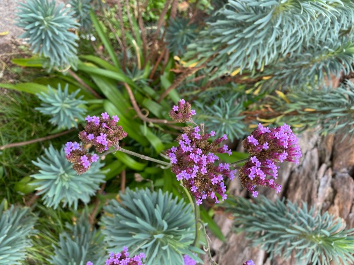 Purpletop Vervain.

Morning Meditation: May all beings caught in the delusion of suffering, find liberation.