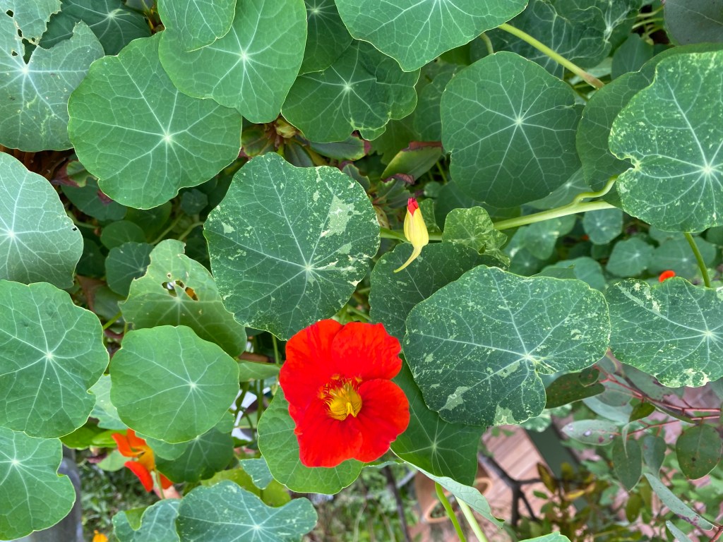 Nasturtium (Monks Cress)