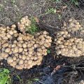 Massive group of mushrooms. Morning Meditation: The mind is fundamentally buddha. To be unenlightened to this is to subjugate oneself. I understand the causes of meditation and wisdom. By the dual cultivation one transcends all things. Fahai The Platform Sutra