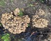 Massive group of mushrooms. Morning Meditation: The mind is fundamentally buddha. To be unenlightened to this is to subjugate oneself. I understand the causes of meditation and wisdom. By the dual cultivation one transcends all things. Fahai The Platform Sutra