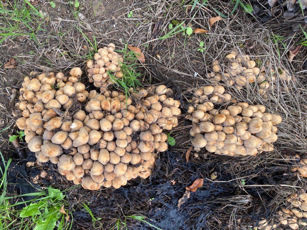 Massive group of mushrooms.