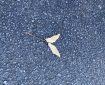 Two leaves on the pavement. Morning Meditation: Voidness (sunyara) has been taught by the Buddha to ward off the adherence to a self on the part of those who have gone astray through views and of those who seek the view of self. Vajrapanjara [Buddhist Tantras by Alex Wayman]