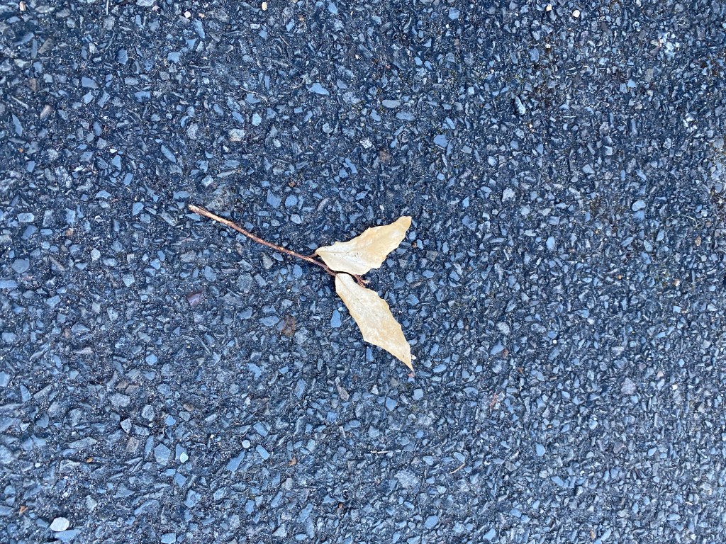 Two leaves on the pavement.