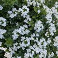 Mexican Orange Blossom. Morning Meditation: If only you could hear the sound of snow falling late at night from the trees of the old temple in Shinoda! Hakuin