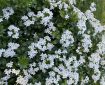 Mexican Orange Blossom. Morning Meditation: If only you could hear the sound of snow falling late at night from the trees of the old temple in Shinoda! Hakuin
