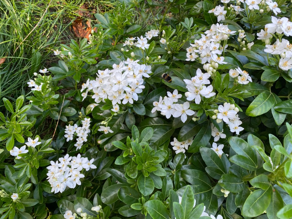 Bee on some Mexican Orange Blossom.