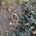 Common Ivy looping a pattern. Morning Meditation: It is incorrect to base one's life upon the fragments of understanding which might occur upon reaching certain state. Kusan Sunim