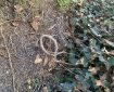 Common Ivy looping a pattern. Morning Meditation: It is incorrect to base one's life upon the fragments of understanding which might occur upon reaching certain state. Kusan Sunim