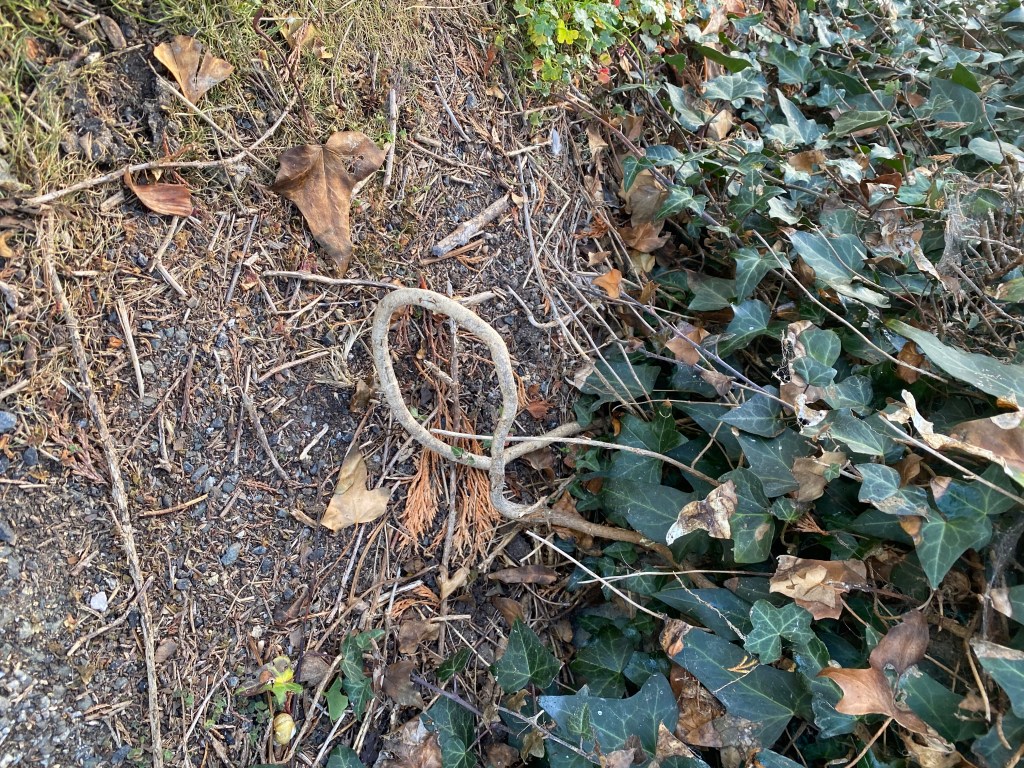 Common Ivy looping a pattern.