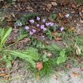 Sowbread (Cyclamen) Morning Meditation: A Tathagata appears in the world, fully awakened, and teaches Dharma (truth) wonderful in its beginning, wonderful in its middle, and wonderful in its end. Kevatta Sutra