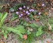 Sowbread (Cyclamen) Morning Meditation: A Tathagata appears in the world, fully awakened, and teaches Dharma (truth) wonderful in its beginning, wonderful in its middle, and wonderful in its end. Kevatta Sutra
