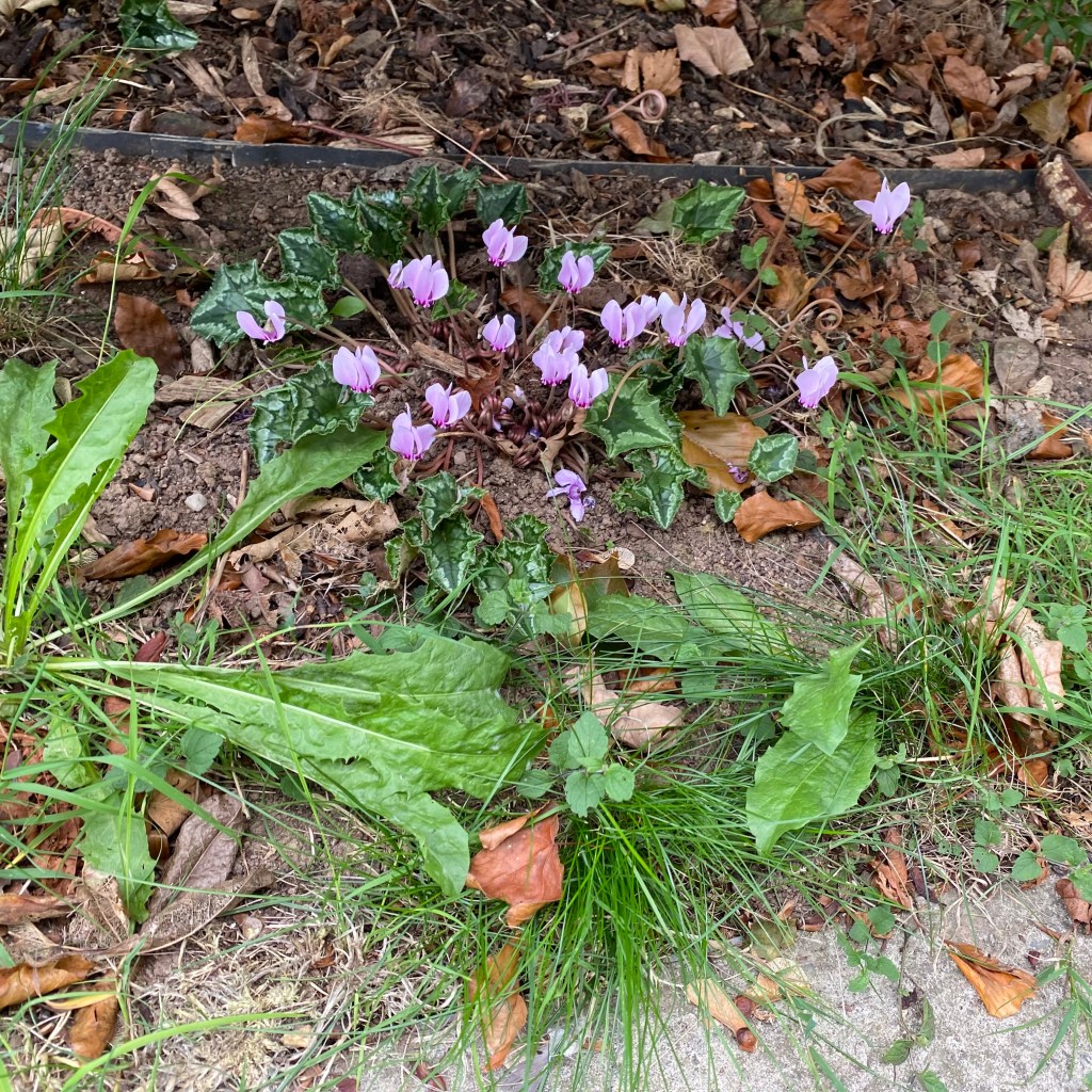Sowbread (Cyclamen)
